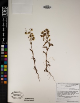 Emmenanthe penduliflora var. penduliflora image