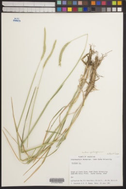 Image of Hordeum patagonicum
