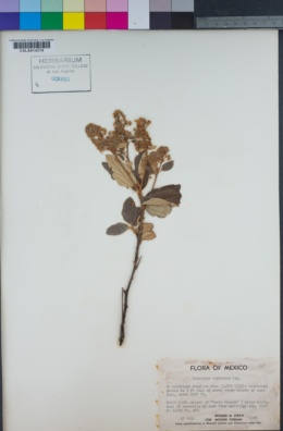 Image of Ceanothus caeruleus