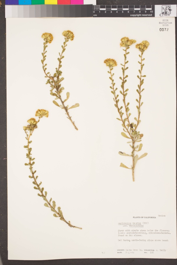 Asteraceae image