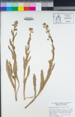 Hackelia mundula image