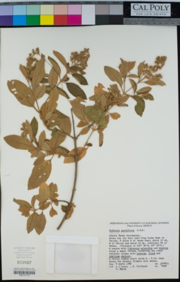 Image of Buddleja parviflora