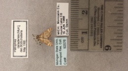 Petrophila canadensis image
