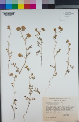 Phacelia vallis-mortae var. vallis-mortae image