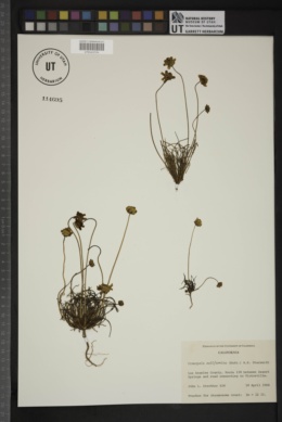 Coreopsis californica image