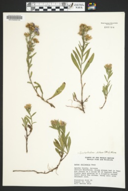 Symphyotrichum chilense var. chilense image