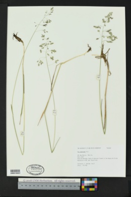 Poa leptocoma subsp. leptocoma image