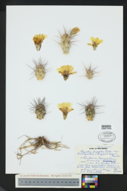 Image of Opuntia brachyarthra