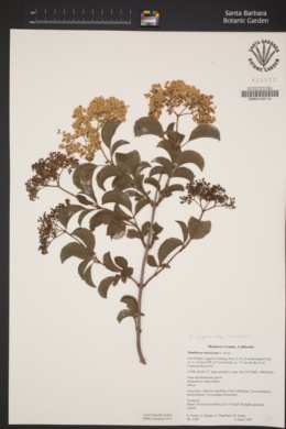 Sambucus nigra subsp. canadensis image