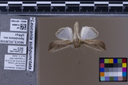 Leucania latiuscula image