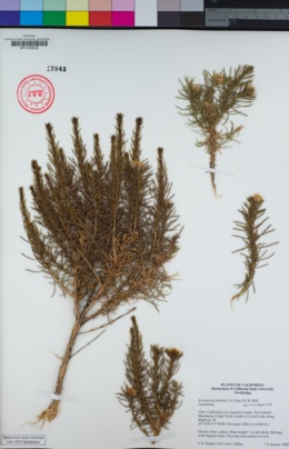 Image of Ericameria pinifolia