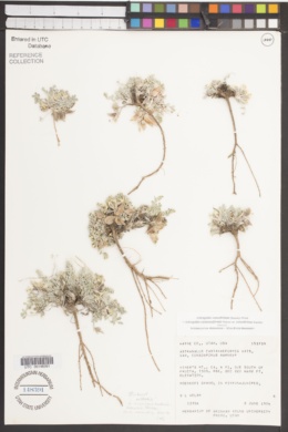 Astragalus consobrinus image