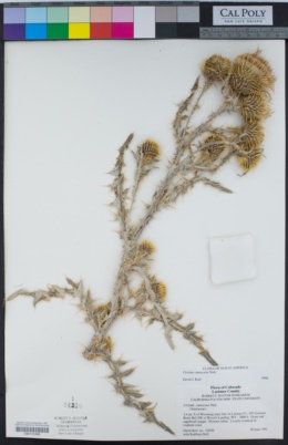 Cirsium canescens image