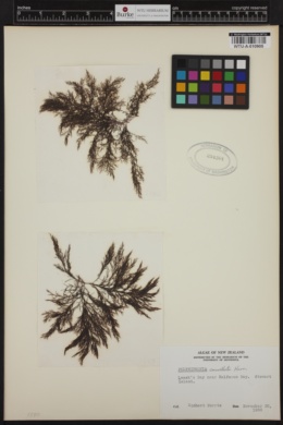 Polysiphonia cancellata image