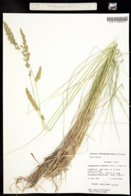 Image of Calamagrostis neglecta