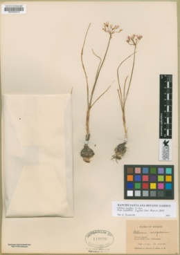 Image of Allium longifolium