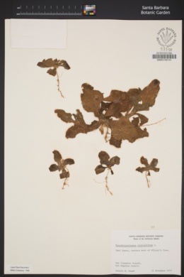 Image of Mesembryanthemum crystallinum