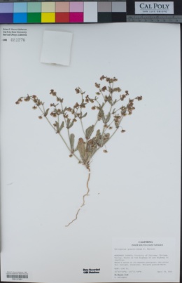 Eriogonum gracillimum image