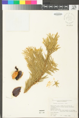 Torreya californica image