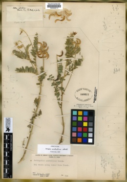 Astragalus umbraticus image