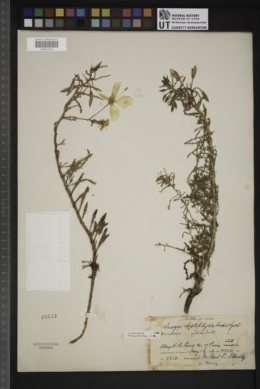 Image of Anogra leptophylla