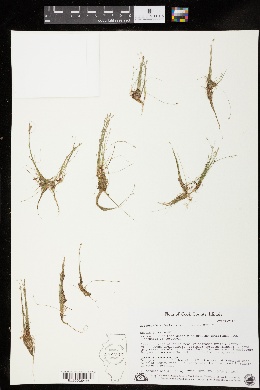 Eleocharis acicularis image