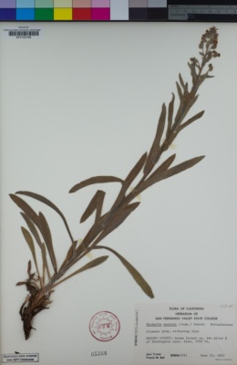 Hackelia mundula image
