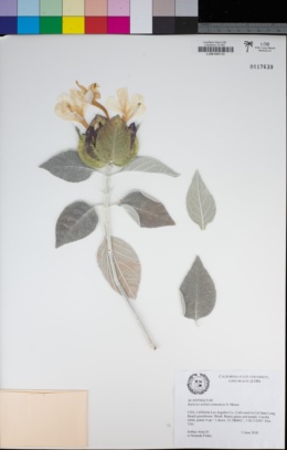 Image of Barleria albostellata