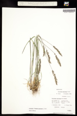 Image of Trisetum montanum