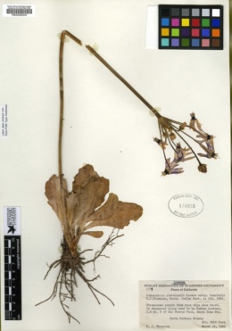 Primula clevelandii var. insularis image