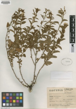 Image of Jacquemontia heterotricha