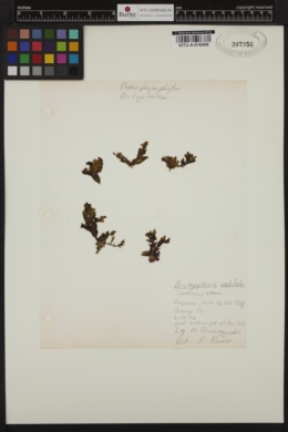 Dictyopteris undulata image