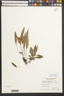 Image of Thelypteris cumingiana