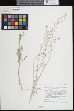 Descurainia incana subsp. viscosa image