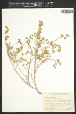 Lotus argophyllus image