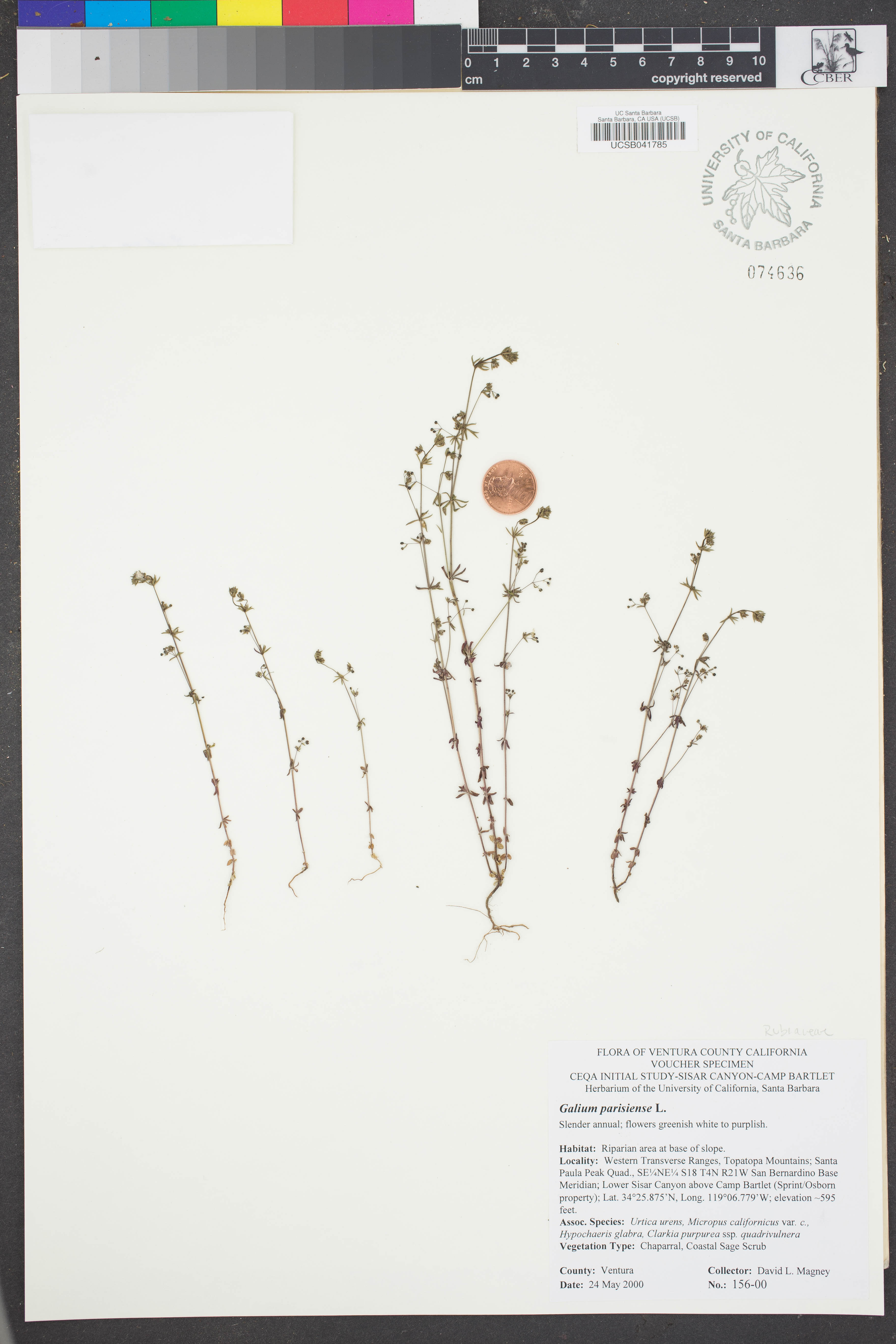 Image of Galium parisiense