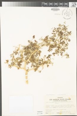Psorothamnus arborescens image