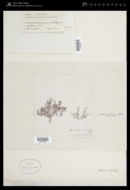 Batrachospermum moniliforme image