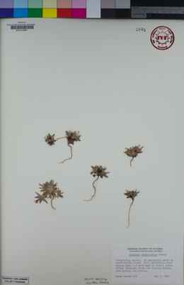 Collomia diversifolia image