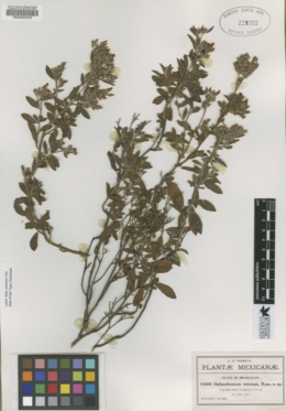Image of Crocanthemum concolor