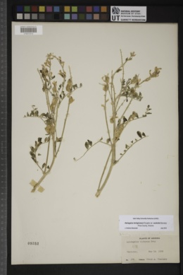 Astragalus lentiginosus var. australis image