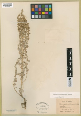 Image of Chenopodium neomexicanum
