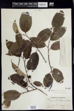 Image of Prunus moritziana