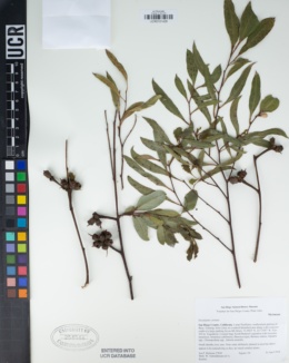 Image of Eucalyptus cornuta