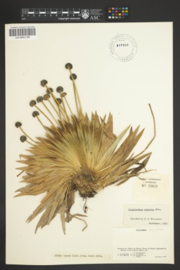 Image of Paepalanthus andicola