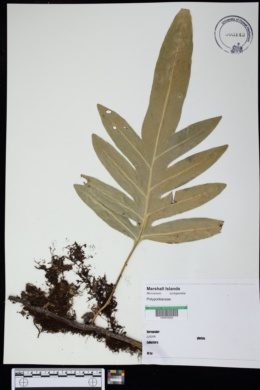 Phymatosorus scolopendria image