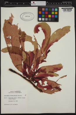 Kallymeniopsis oblongifructa image