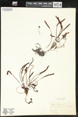 Image of Drosera capensis