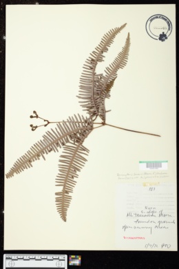 Dicranopteris linearis image