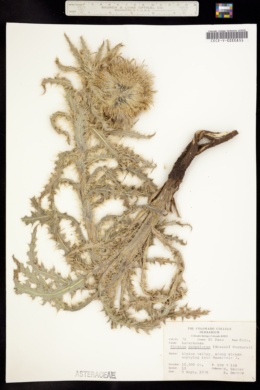 Image of Cirsium hesperium